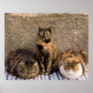 Italien, Cinque Terre, Vernazza. Tre katter bredvi Poster