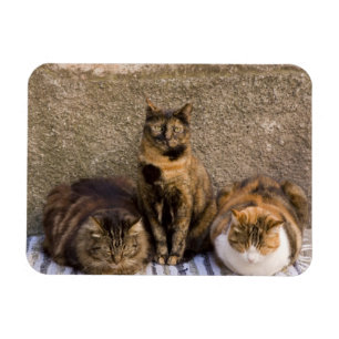 Italien, Cinque Terre, Vernazza. Tre katter Magnet