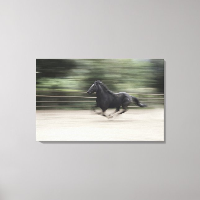 Italien, Latium, Maremma häst galloping (suddig) Canvastryck (Framsida)