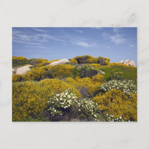 Italien, Sardinien, Santa Teresa Gallura. Capo 3 Helg Vykort