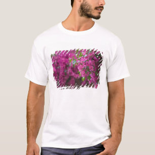 Italien, Sicilien, Cefalu, Blommig gårdsplan vid Tee