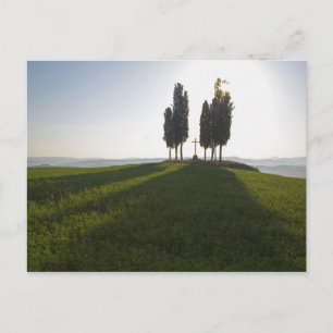 Italien, Toscana, Cypressträd i Toscana med Vykort