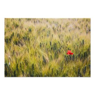 Italien, Toscana, Ensam vallmo i vårvete Fototryck