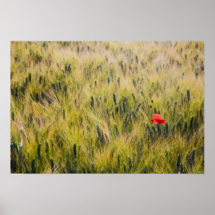 Italien, Toscana, Ensam vallmo i vårvete Poster