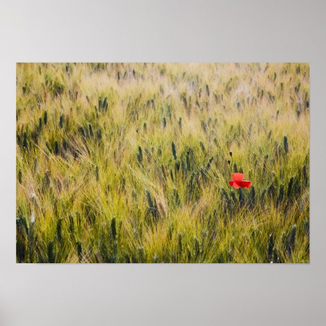 Italien, Toscana, Ensam vallmo i vårvete Poster (Framsidan)