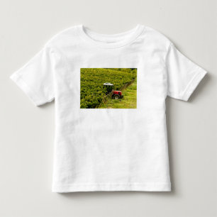 Italien, Toscana, Greve. Plockare på jobbet under T-shirt
