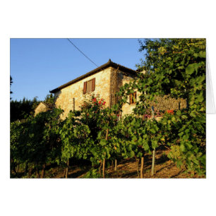 Italien, Toscana, Greve. Scener från vinodling på Hälsningskort
