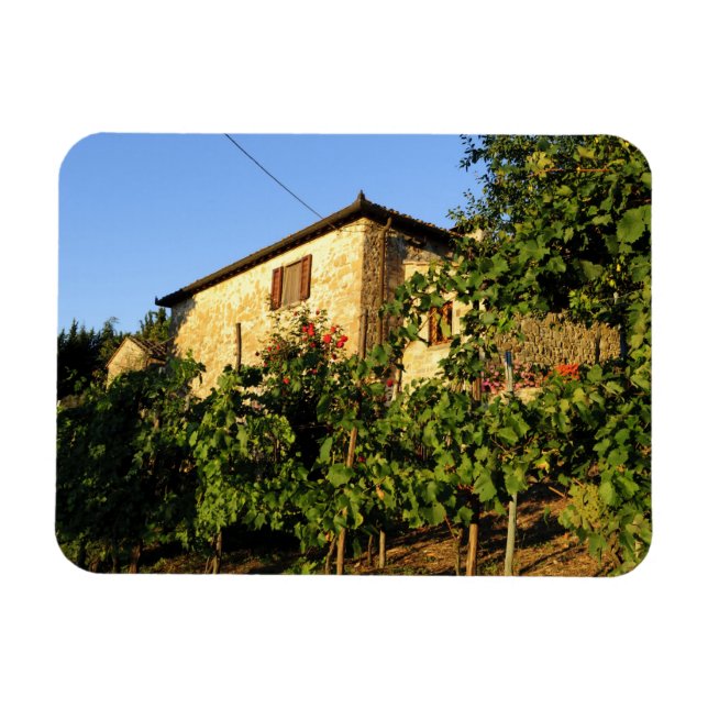 Italien, Toscana, Greve. Scener från vinodling på  Magnet (Horisontell)