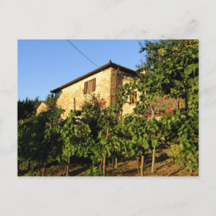 Italien, Toscana, Greve. Scener från vinodling på Vykort