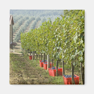 Italien, Toscana, Montalcino. Behållare med skörda Magnet