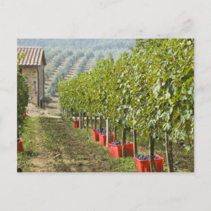 Italien, Toscana, Montalcino. Behållare med skörda Vykort