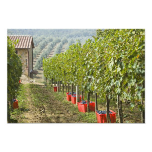 Italien, Toscana, Montalcino. Bins med skördade Fototryck