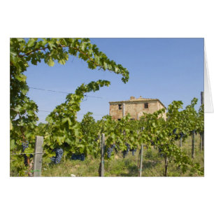 Italien, Toscana, Montepulciano. Vin druvor redo Hälsningskort