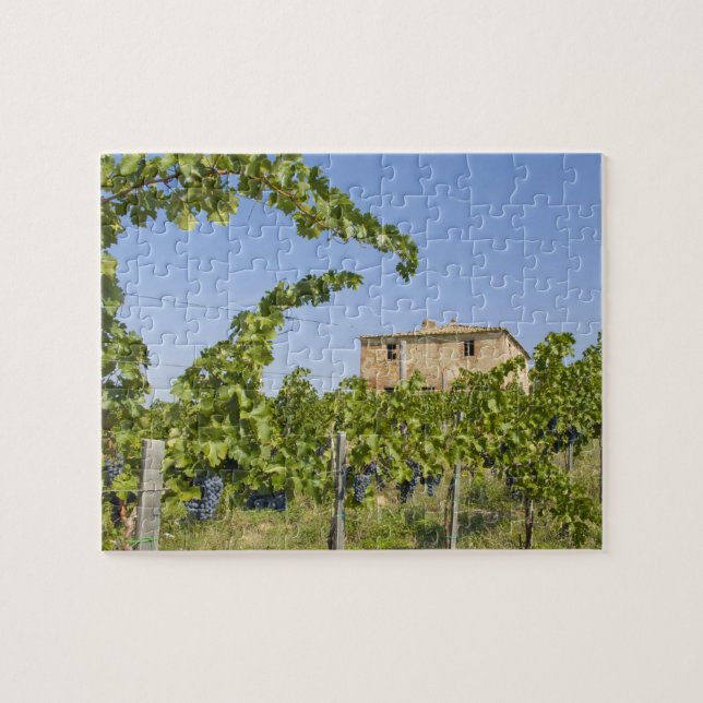 Italien, Toscana, Montepulciano. Vin druvor redo Pussel (Horisontell)