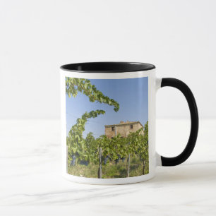Italien, Toscana, Montepulciano. Vindruvor redo Mugg