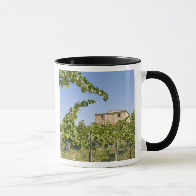 Italien, Toscana, Montepulciano. Vindruvor redo Mugg (Höger)