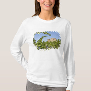 Italien, Toscana, Montepulciano. Vindruvor redo Tee