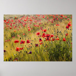 Italien, Toscana, Poppies i Vår Wheat Fält. Poster