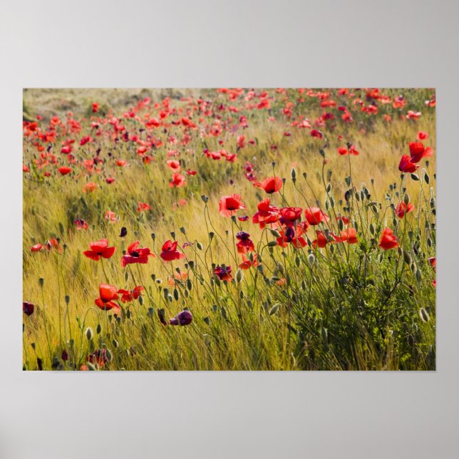 Italien, Toscana, Poppies in Vår Wheat Fält. Poster (Framsidan)