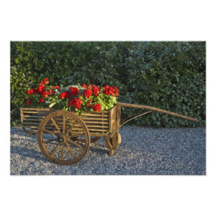 Italien, Toscana. Röda geranier svämmar över från Fototryck