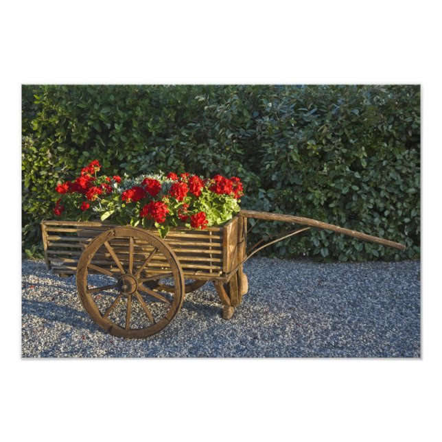 Italien, Toscana. Röda geranier svämmar över från  Fototryck (Framsidan)