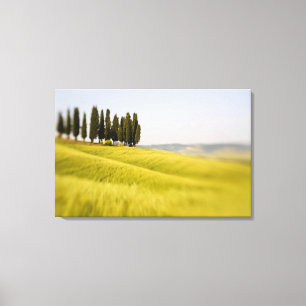 Italien Toscana, Selektiv Fokus Cypressträd Canvastryck
