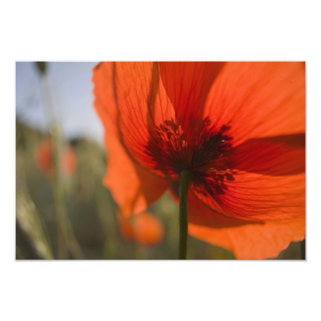 Italien, Toscana, Sommarpoppies i Toscana Widw 2 Fototryck (Framsidan)