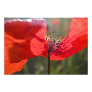 Italien, Toscana, Sommarvallmo i Toscana Bred Fototryck