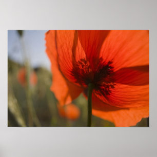 Italien, Toscana, Sommarvallmo i Toscana Widw 2 Poster