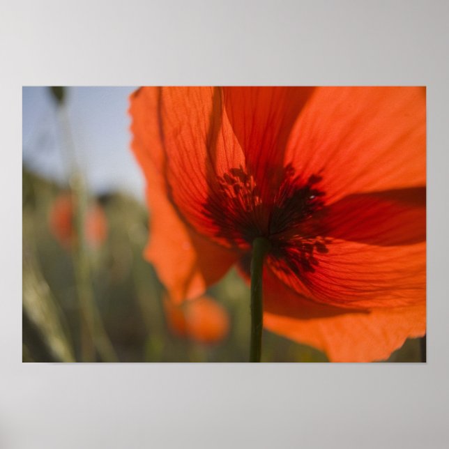 Italien, Toscana, Sommarvallmo i Toscana Widw 2 Poster (Framsidan)