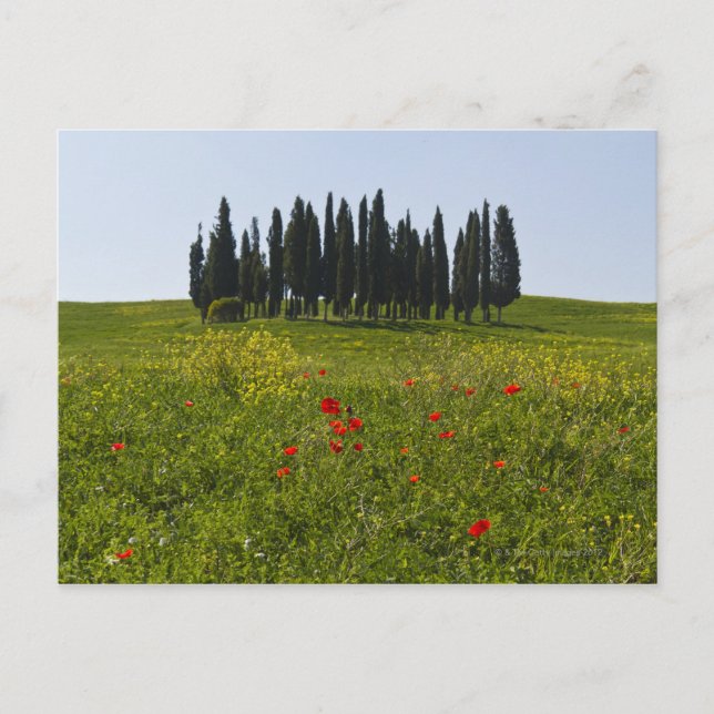 Italien, Toscana, Val D'Orcia, Landskap Vykort (Framsida)