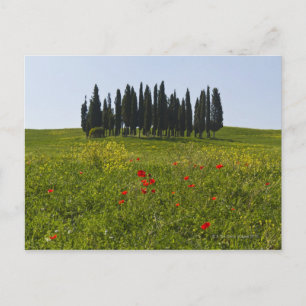 Italien, Toscana, Val D'Orcia, Landskap Vykort
