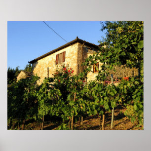 Italien, Toskana, Greve. Senaste sommarens vin-sce Poster