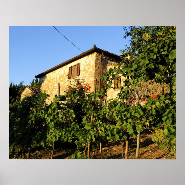 Italien, Toskana, Greve. Senaste sommarens vin-sce Poster (Framsidan)
