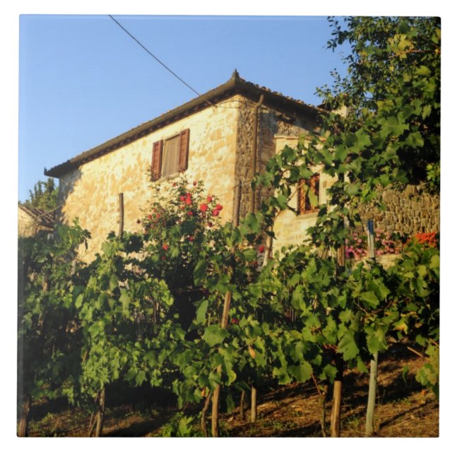 Italien, Toskana, Greve. Senaste sommarscenen i vi Kakelplatta (Framsidan)