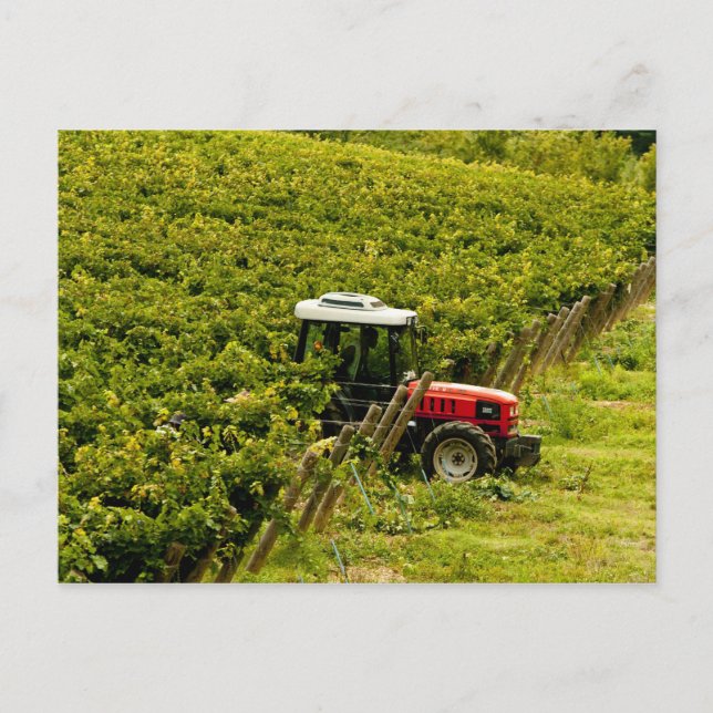 Italien, Toskana, Greve. Väljare under arbete Vykort (Framsida)