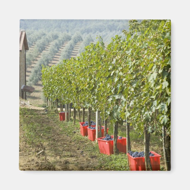 Italien, Toskana, Montalcino. Tunna av skördad Magnet (Framsidan)