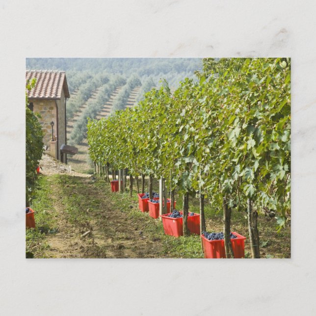 Italien, Toskana, Montalcino. Tunna av skördad Vykort (Framsida)