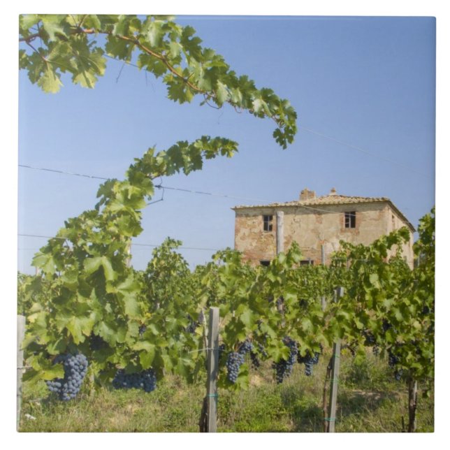 Italien, Toskana, Montepulciano. redot Vin druvor Kakelplatta (Framsidan)
