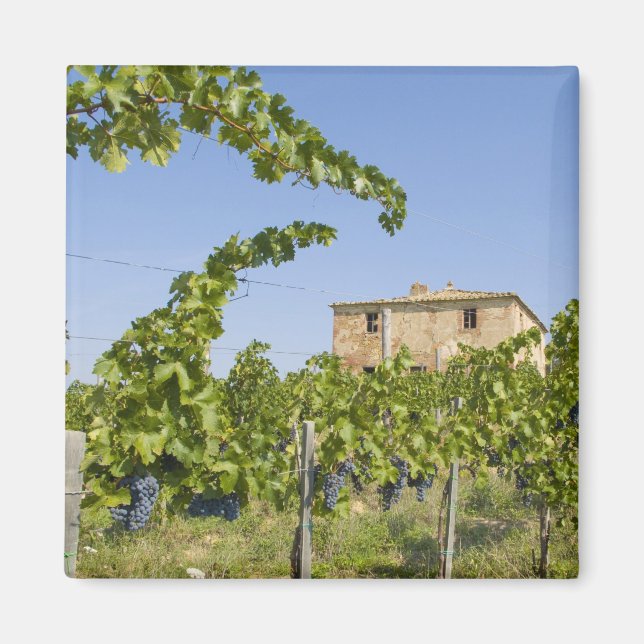 Italien, Toskana, Montepulciano. redot vin druvor Magnet (Framsidan)