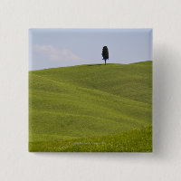 Italien, Toskana, Val D'Orcia, Lone träd vid backe