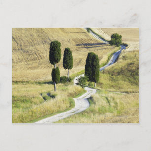 Italien Tuscany, Pienza, Val d'Orcia, Cypress Vykort