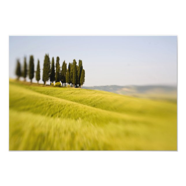 Italien Tuscany, Selective Focus Cypress Träd Fototryck (Framsidan)