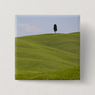 Italien Tuscany, Val D'Orcia, Lone träd på backe Knapp