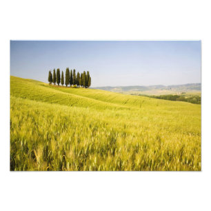 Italien, Tuscnay, Gruppering av toskanska cypresse Fototryck