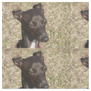 italienare greyhound.png tyg