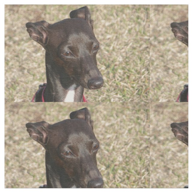 italienare greyhound.png tyg (Närbild)