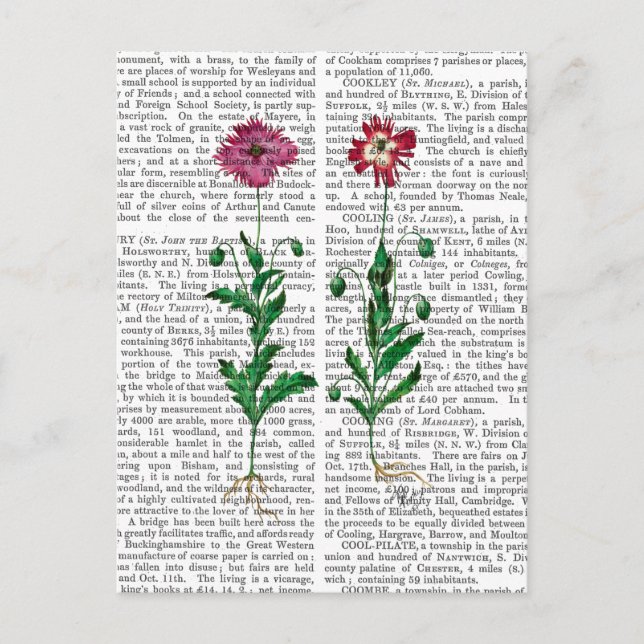 Italiensk carnation 3 vykort (Framsida)