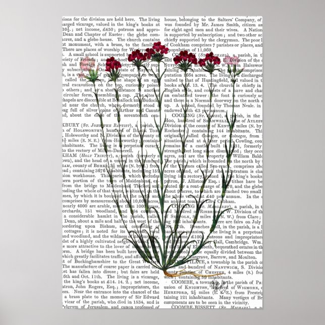 Italiensk carnation 4 poster (Framsidan)