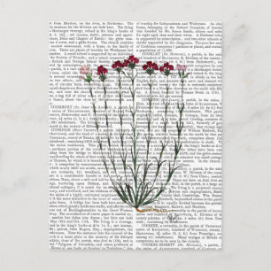 Italiensk carnation 4 vykort